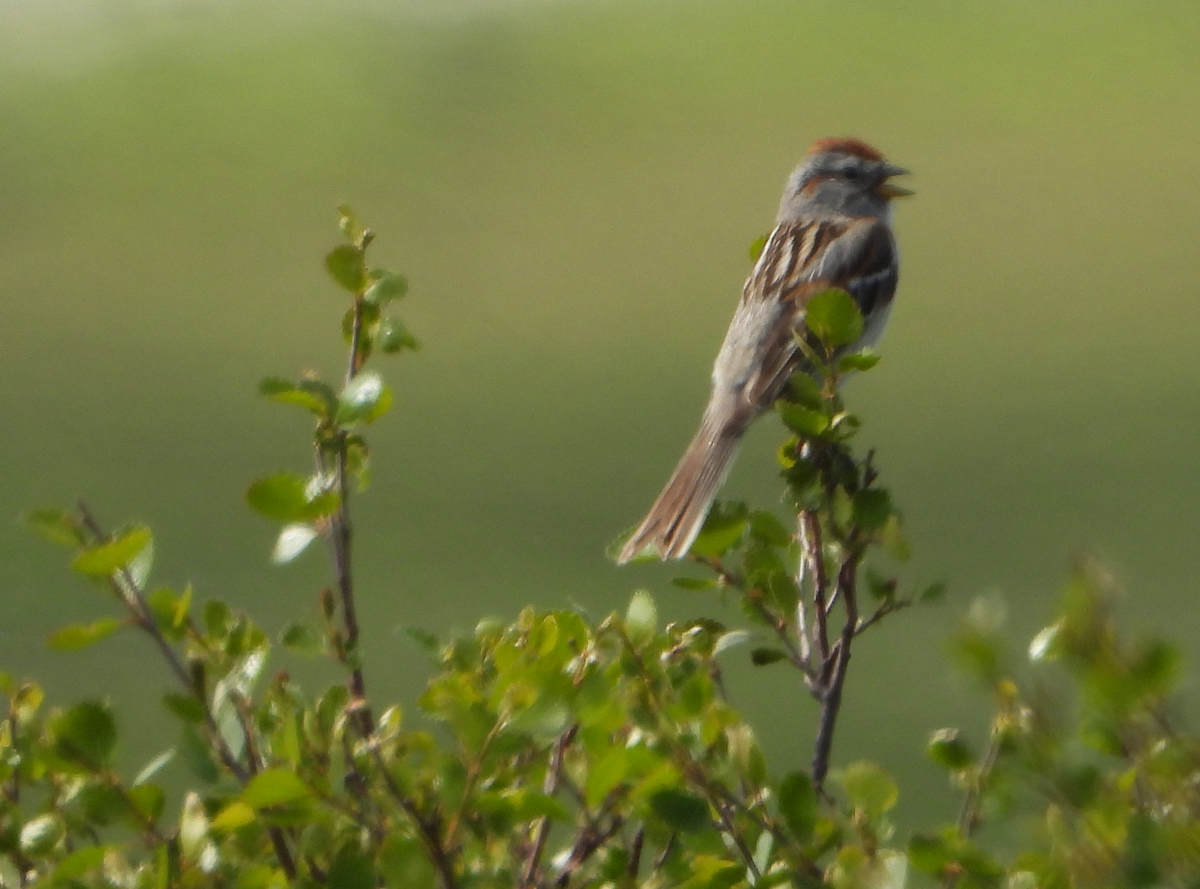 American Tree Sparrow - Helen Butts