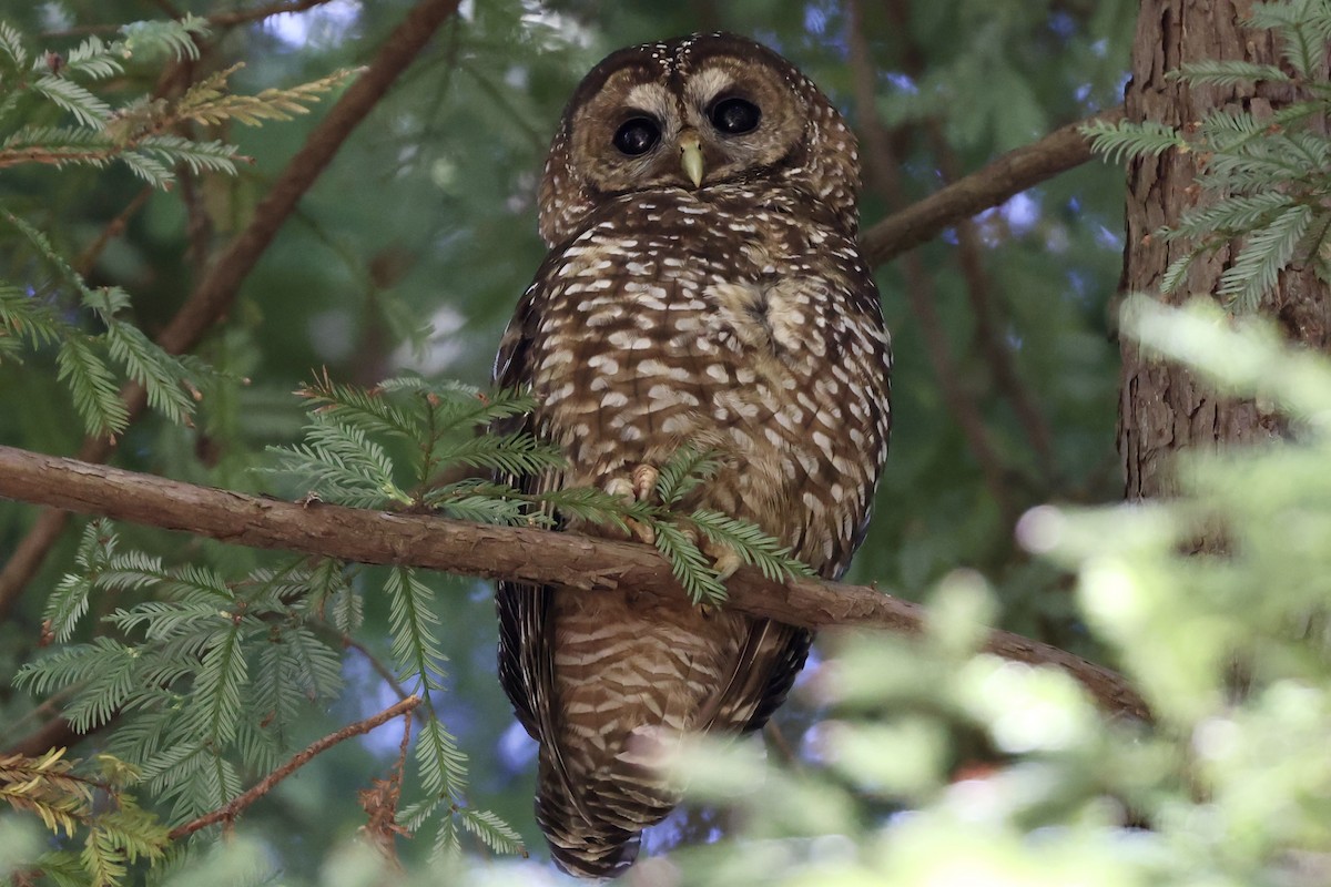 Spotted Owl - ML594341701