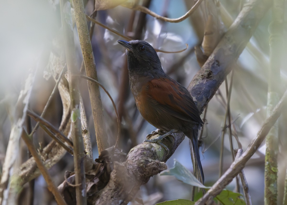 Ruddy Spinetail (Sooty) - Silvia Faustino Linhares