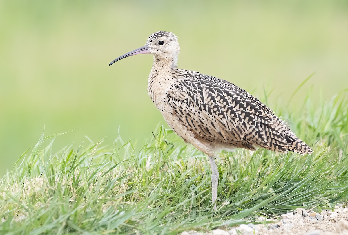 Long-billed Curlew - ML594349801