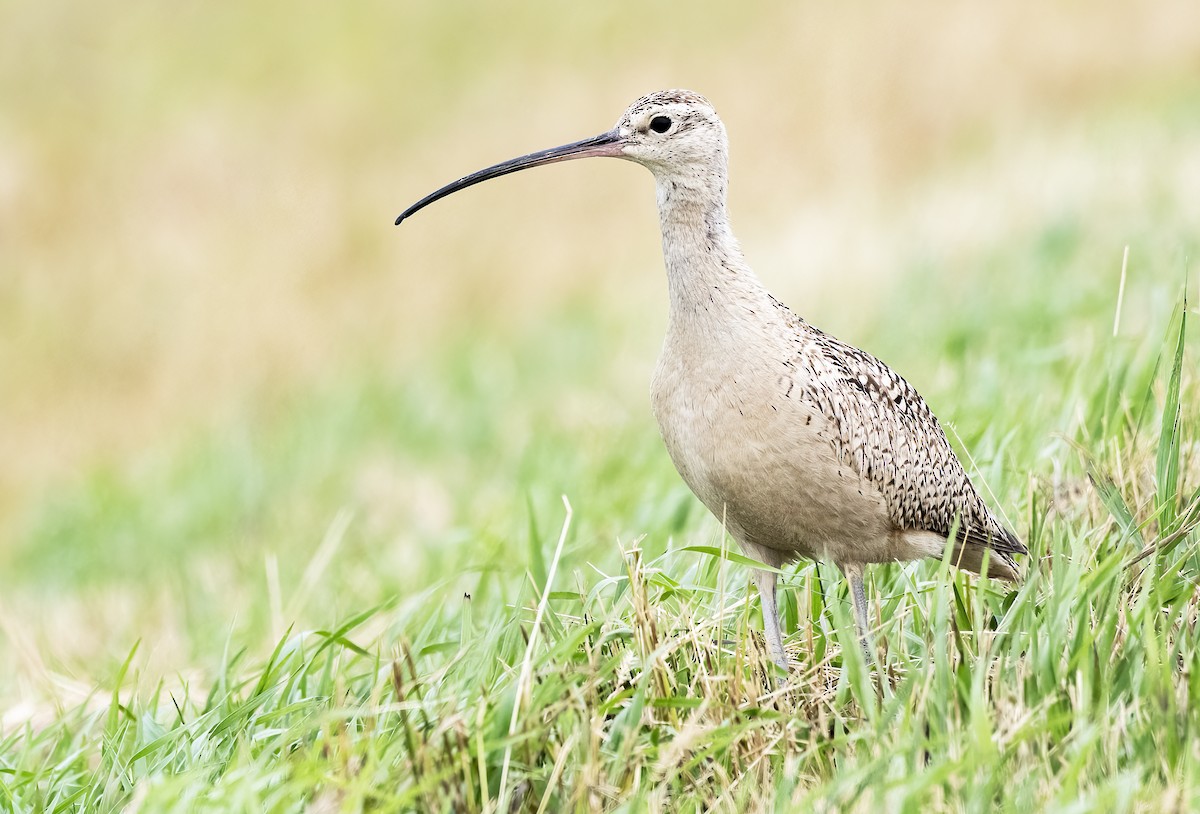 Long-billed Curlew - Annie McLeod