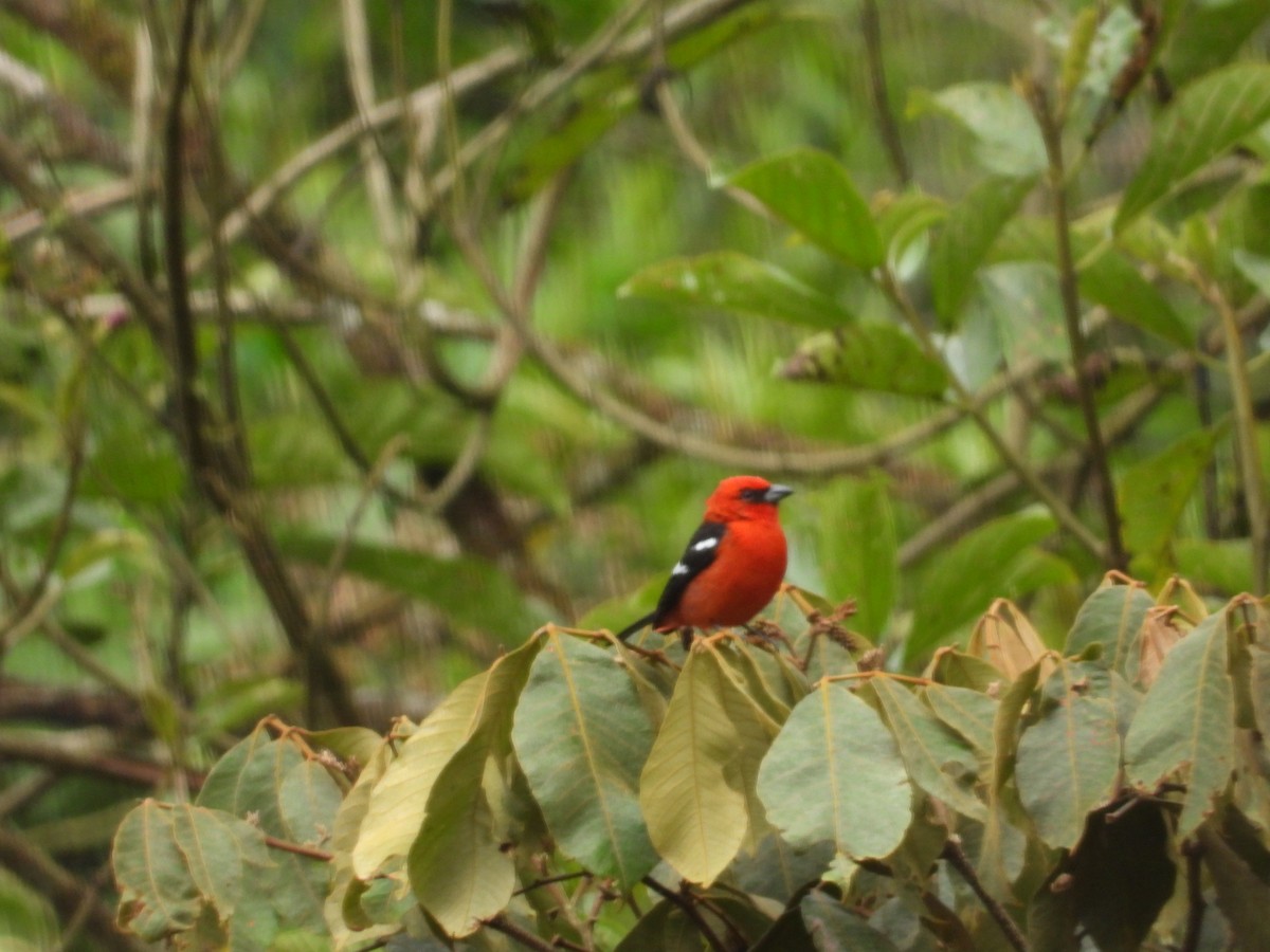 White-winged Tanager - Mary Trombley