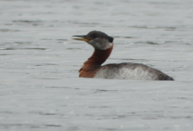 Red-necked Grebe - ML594355041