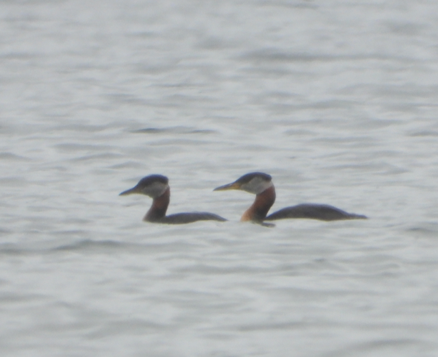 Red-necked Grebe - ML594355051