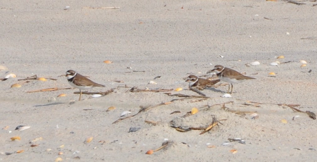 Semipalmated Plover - ML594358521