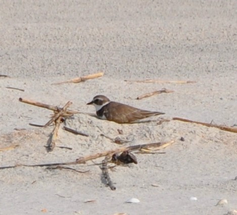 Semipalmated Plover - ML594358601