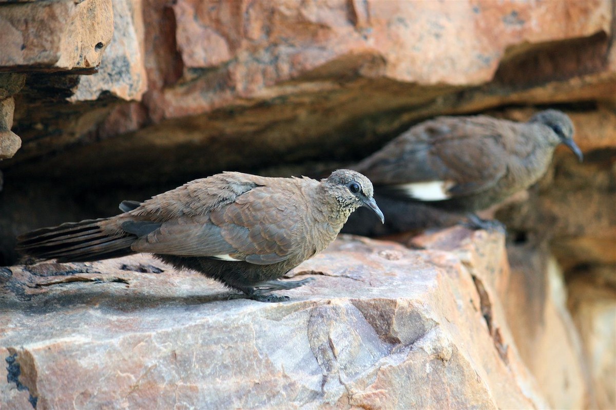 White-quilled Rock-Pigeon - ML59436451