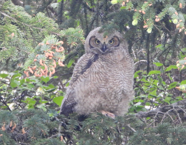 Great Horned Owl - ML594368481