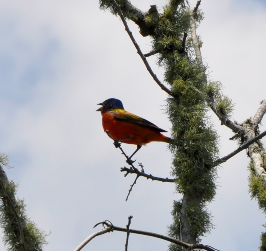 Painted Bunting - ML594368601