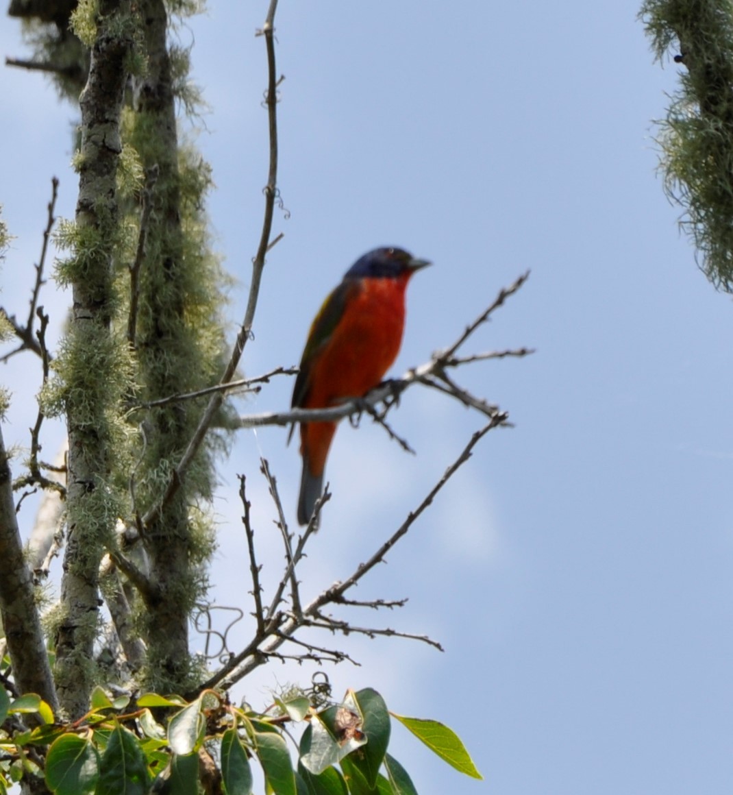 Painted Bunting - ML594368681