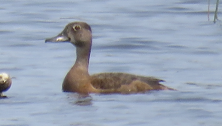 Ring-necked Duck - ML594368941