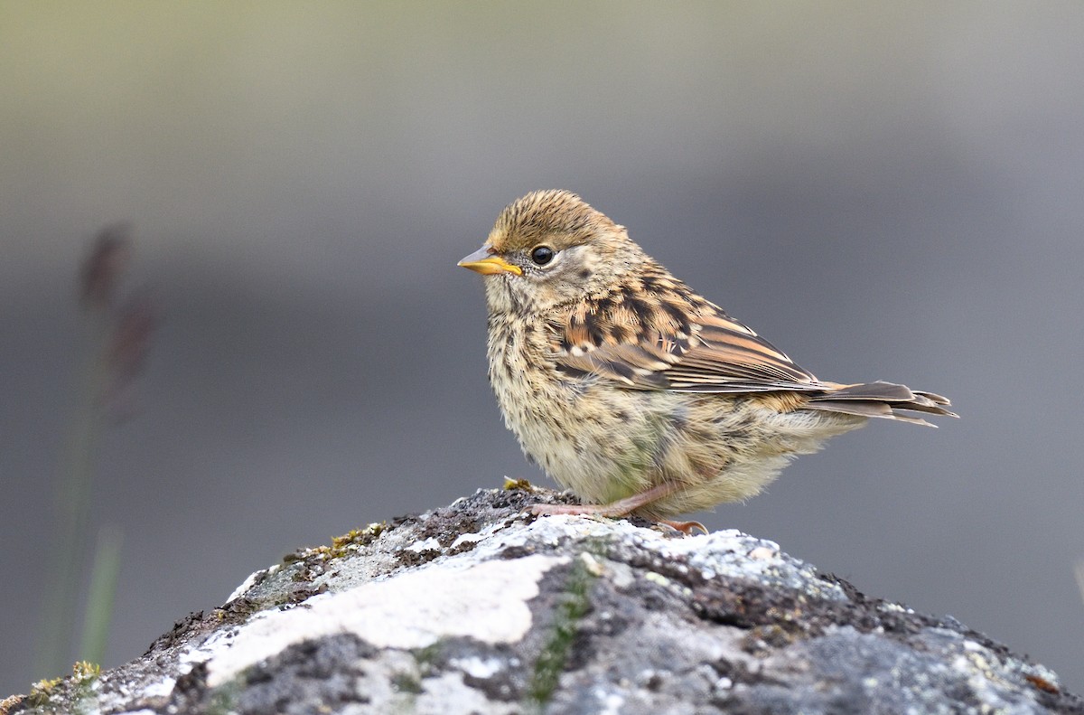 Golden-crowned Sparrow - ML594369691