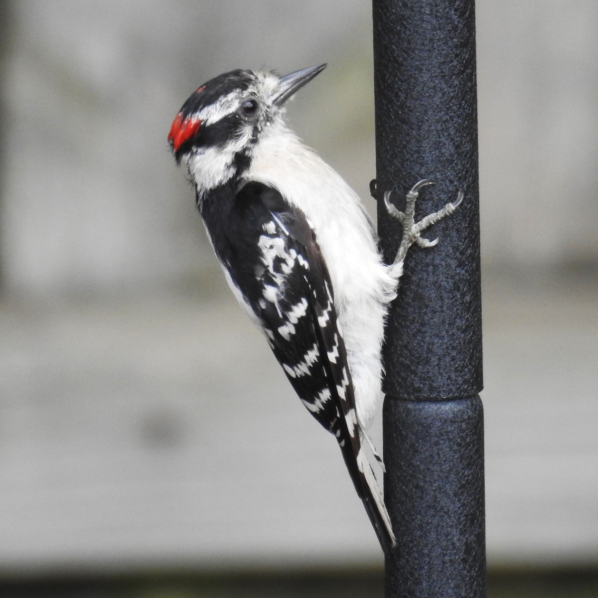 Downy Woodpecker - ML594371031
