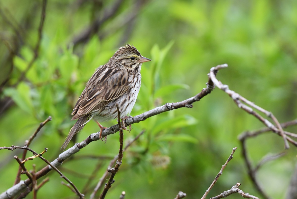 Savannah Sparrow - ML594371881
