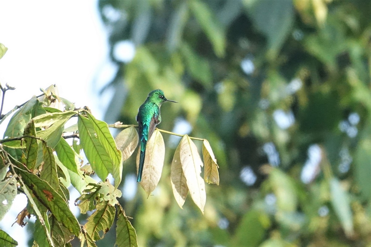 Long-tailed Sylph - ML59437831