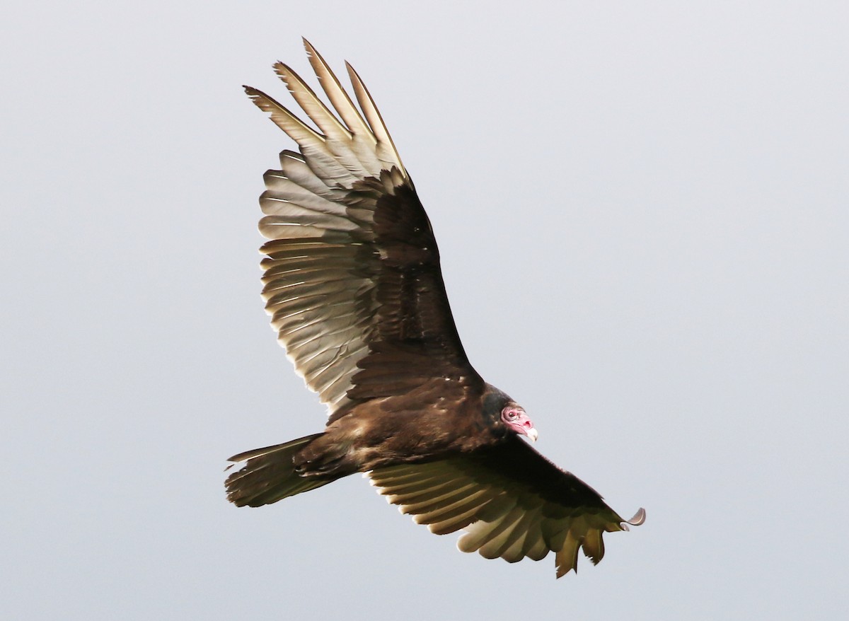 Turkey Vulture - Anthony Vicciarelli