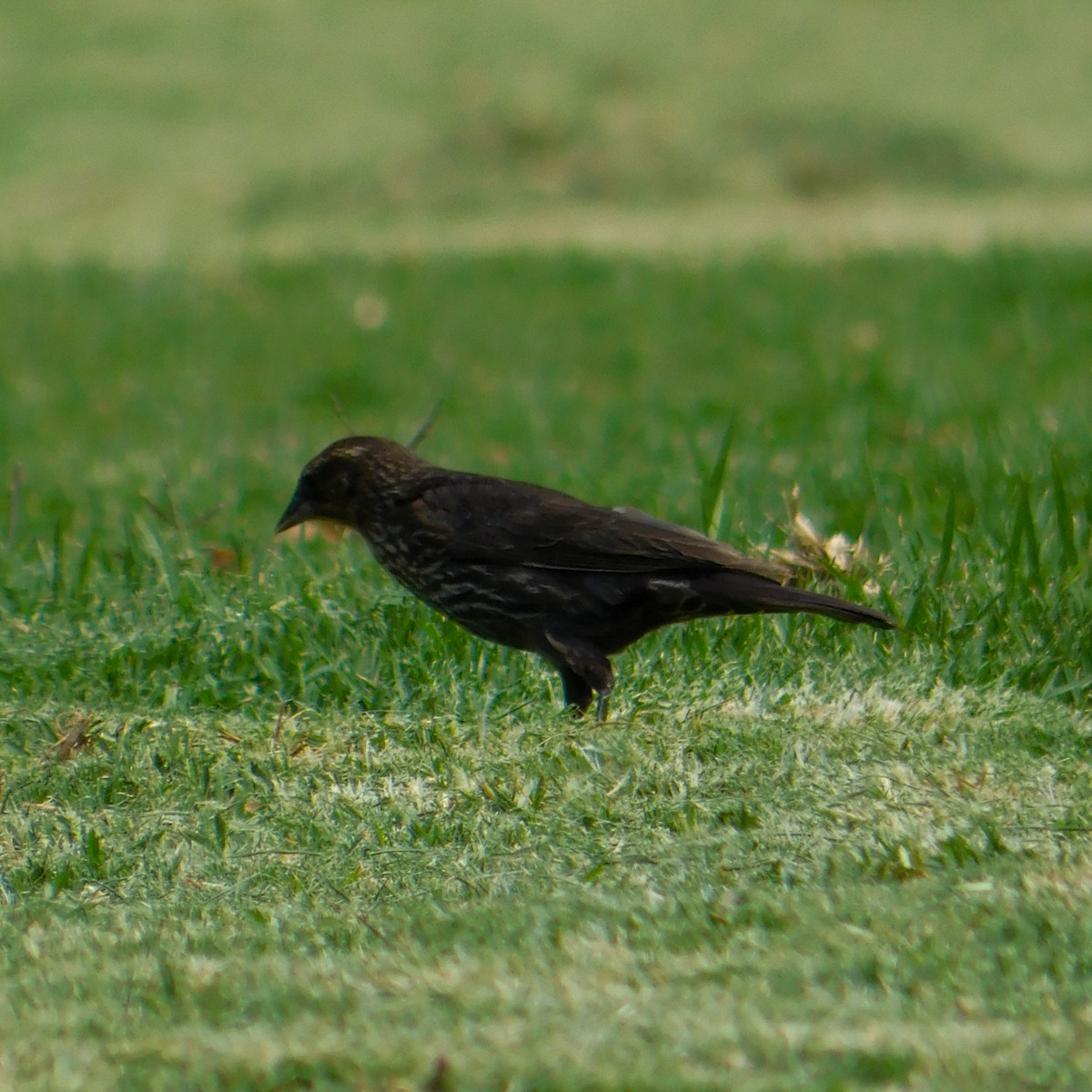 Red-winged Blackbird (Mexican Bicolored) - ML594382031
