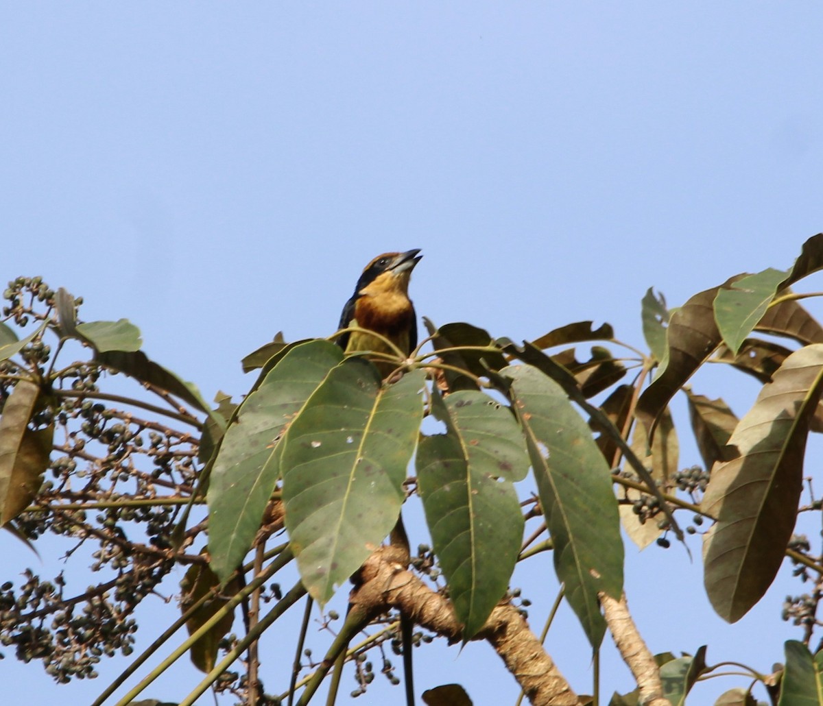 Brown-chested Barbet - Neida Rodrigues Vieira