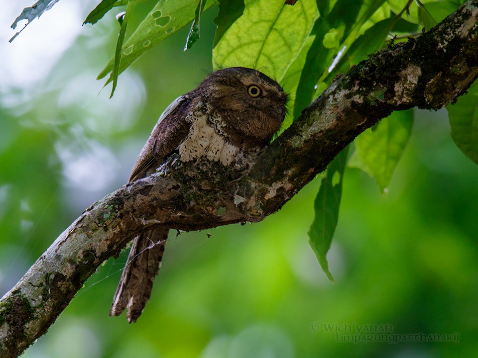 Blyth's Frogmouth (Indochinese) - ML59438591