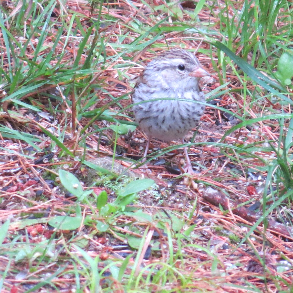 Chipping Sparrow - ML594386771