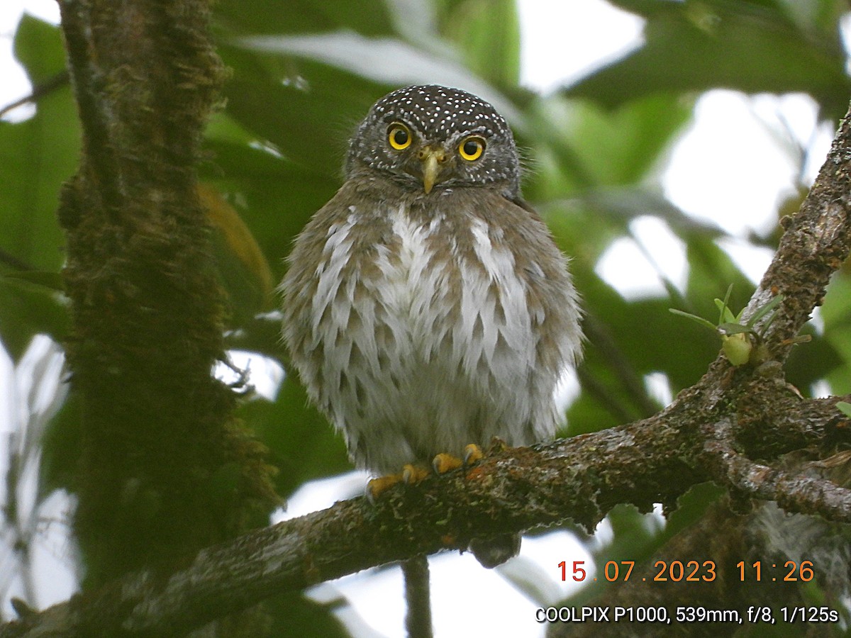 Subtropical Pygmy-Owl - Mauricio Ruano