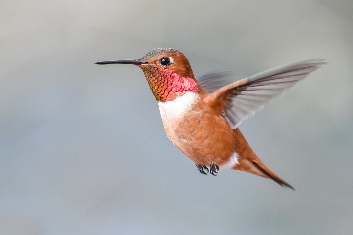 Rufous Hummingbird - ML594393991