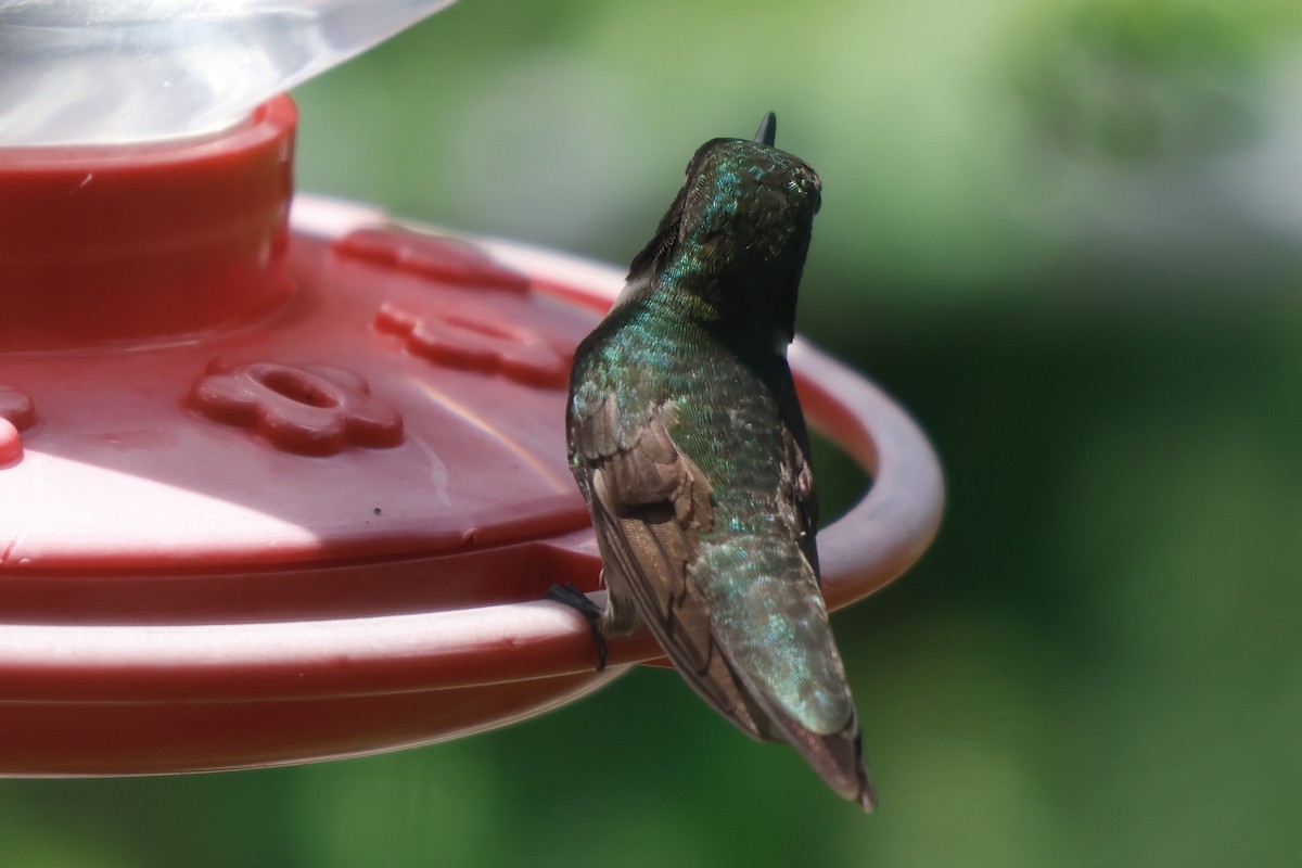 Ruby-throated Hummingbird - ML594396681