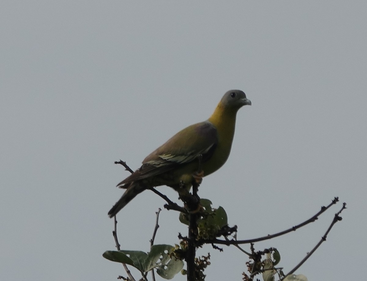 Yellow-footed Green-Pigeon - ML594398991