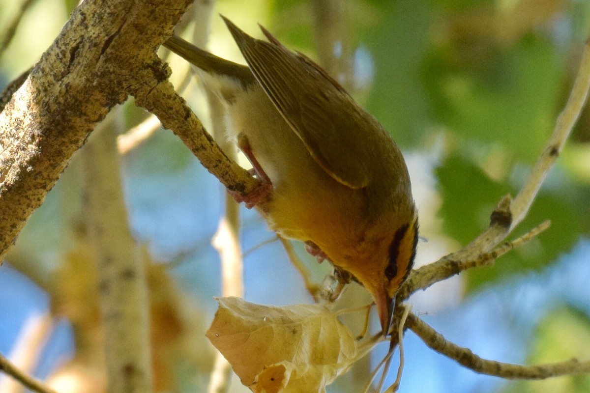 Worm-eating Warbler - Ryan O'Donnell