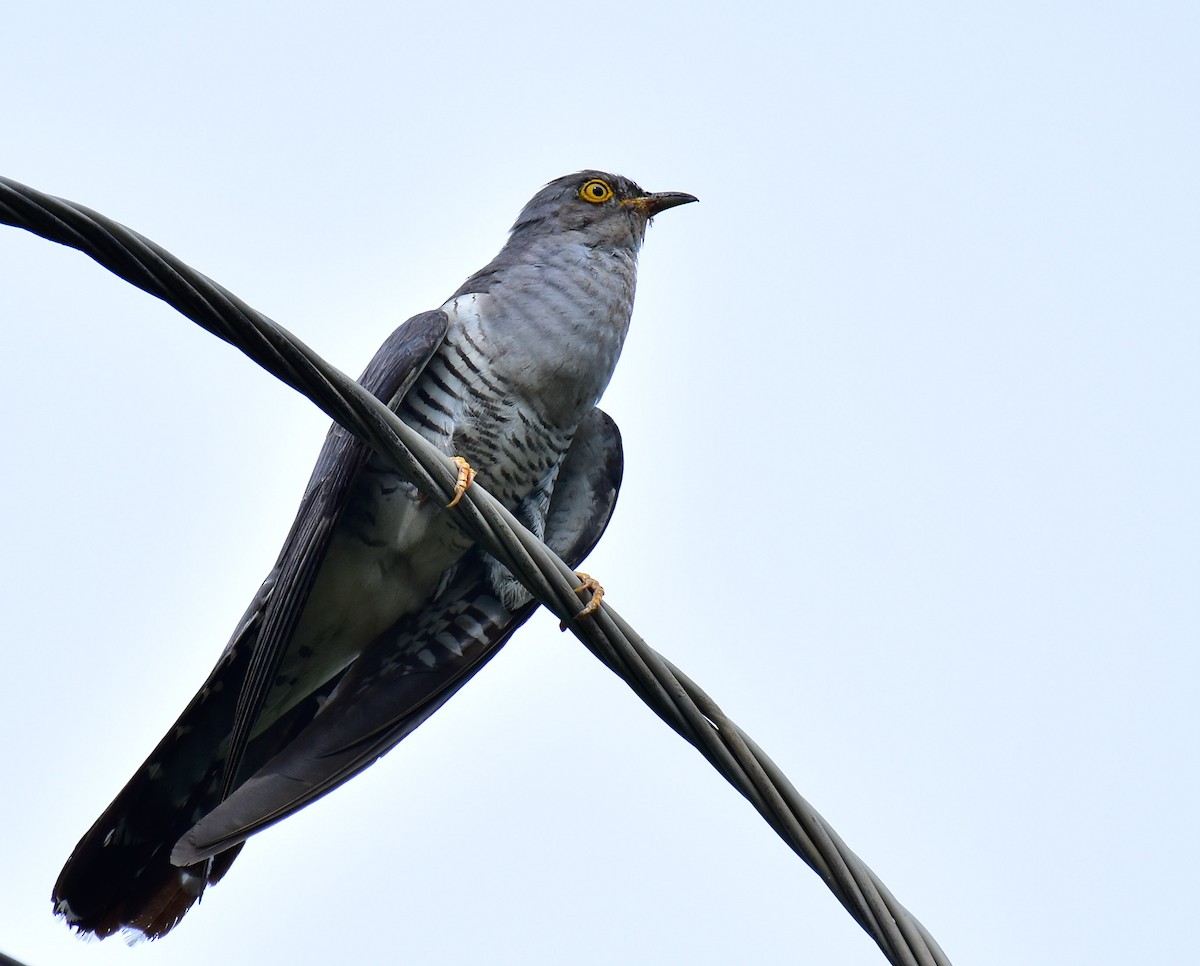 Common Cuckoo - ML594409261