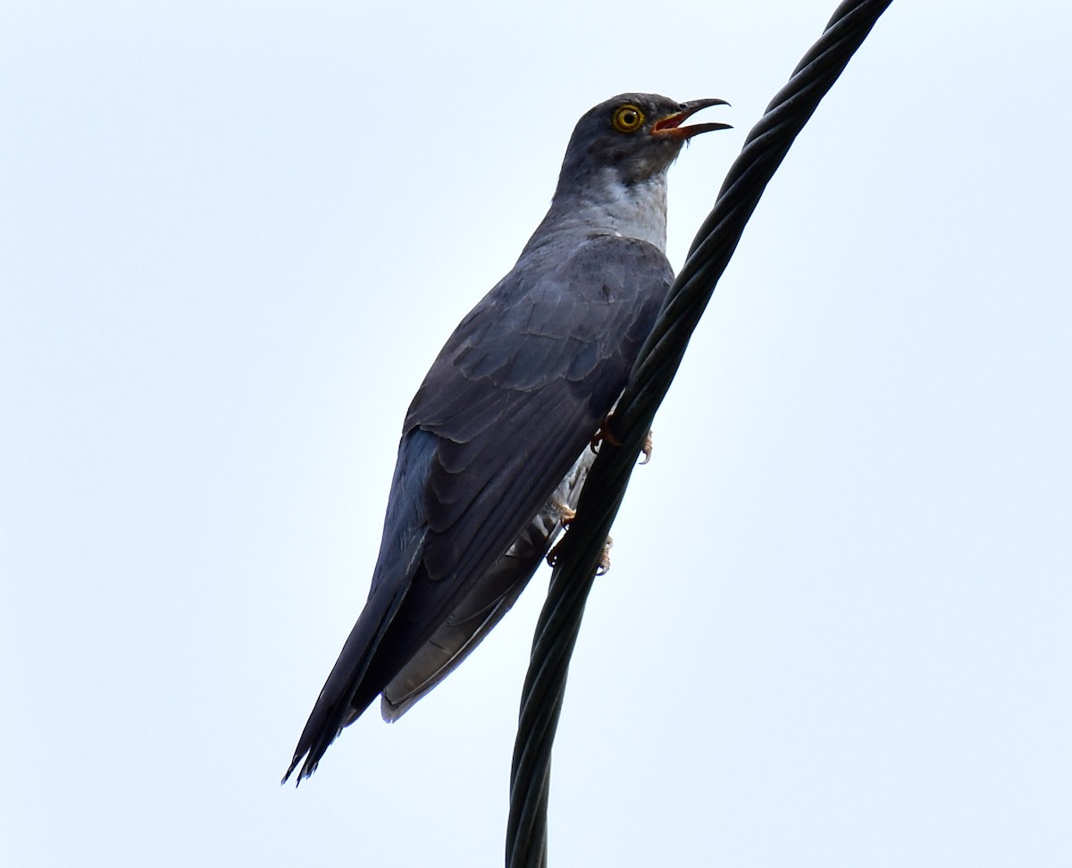 Common Cuckoo - ML594409311