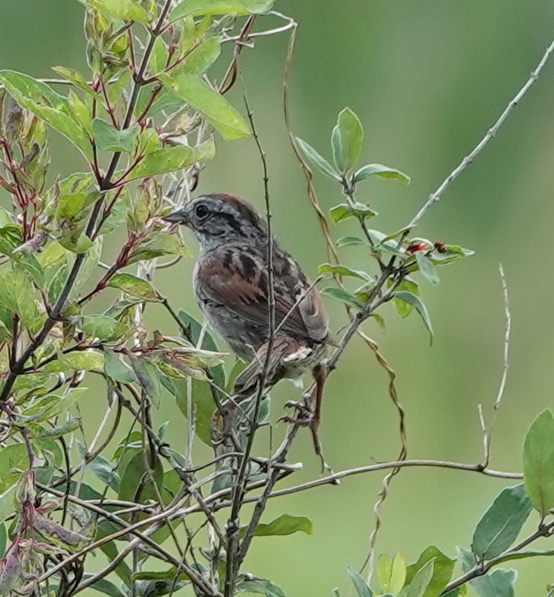 Swamp Sparrow - ML594410301