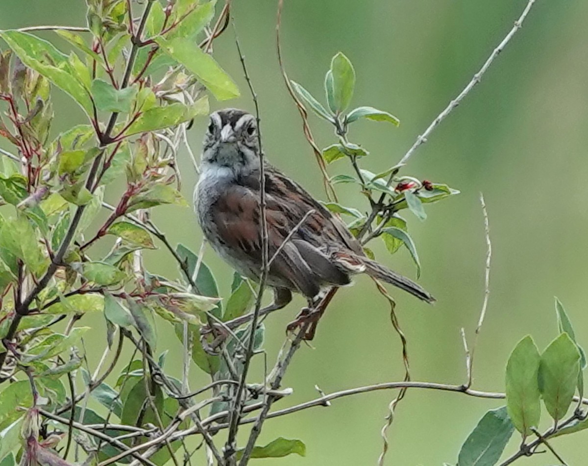 Swamp Sparrow - ML594410311