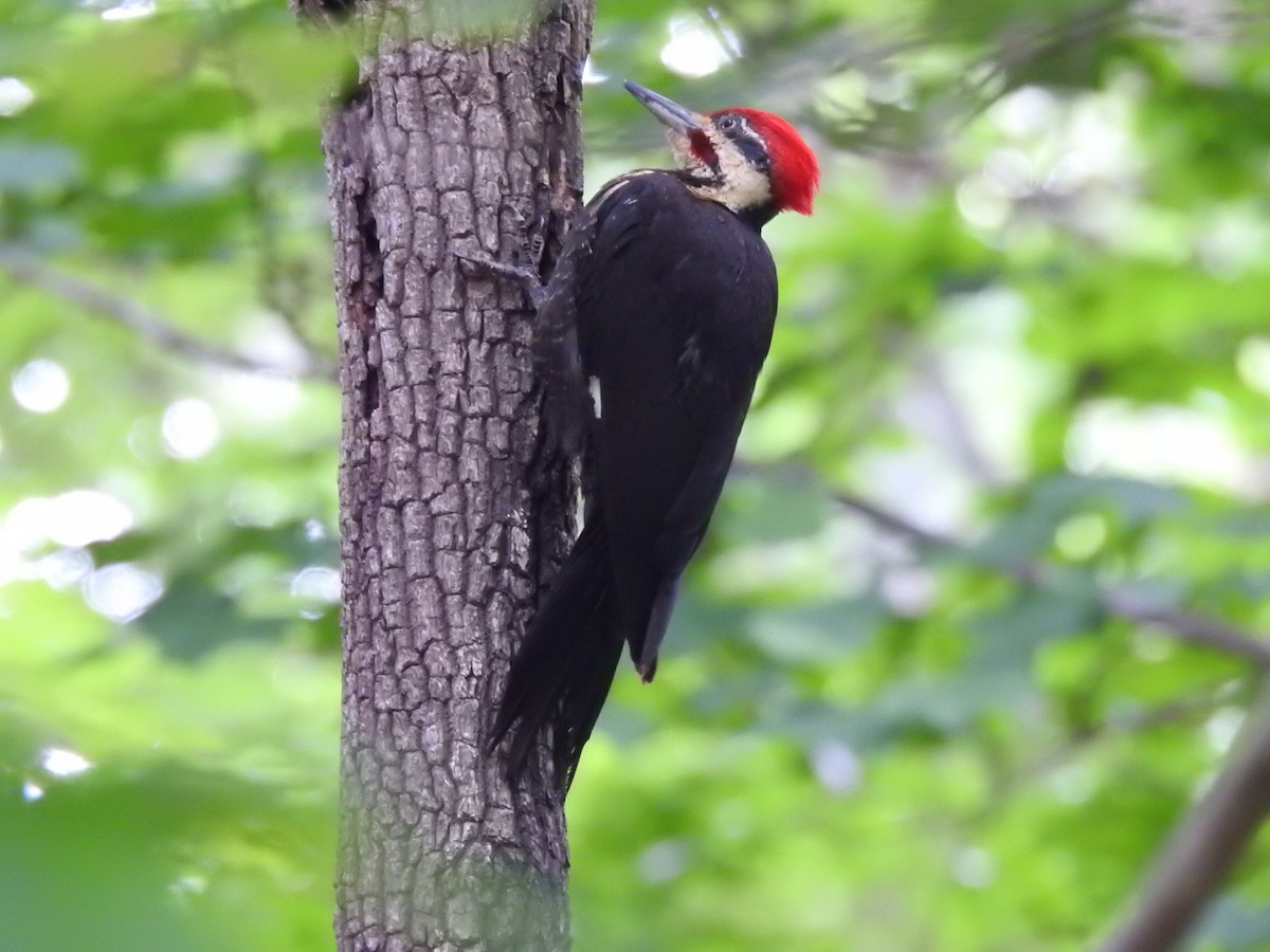Pileated Woodpecker - Anna Brown