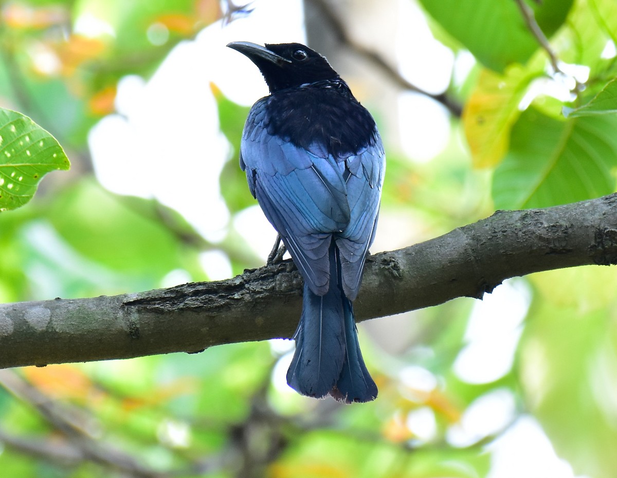 Hair-crested Drongo - ML594417071
