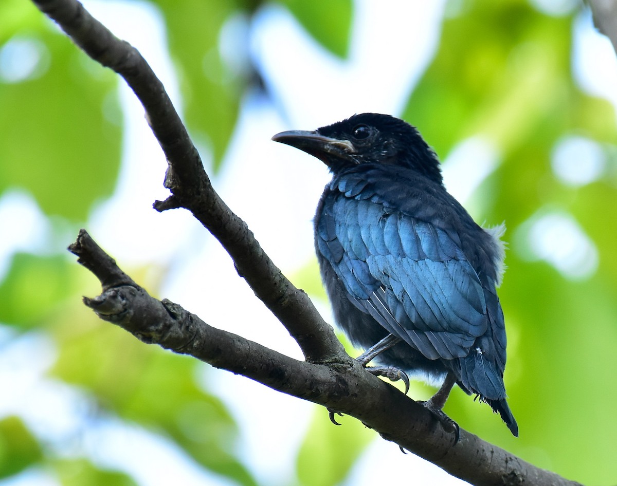 Hair-crested Drongo - ML594417081