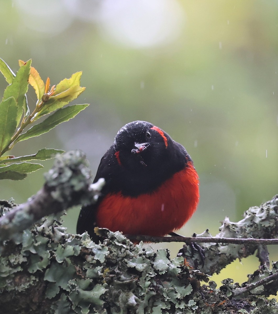 Scarlet-bellied Mountain Tanager - ML594419181