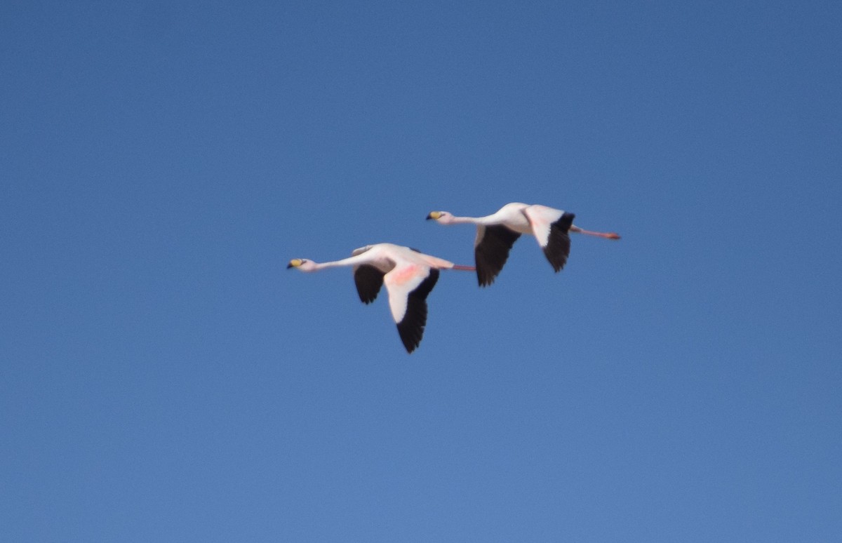 James's Flamingo - ML594419221