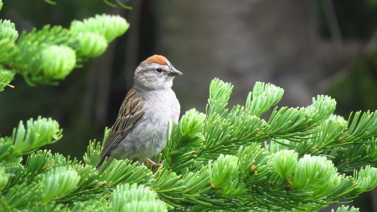 Chipping Sparrow - ML594419601