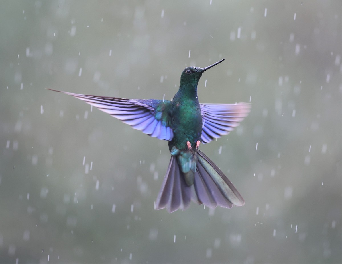 kolibřík modrokřídlý - ML594419671