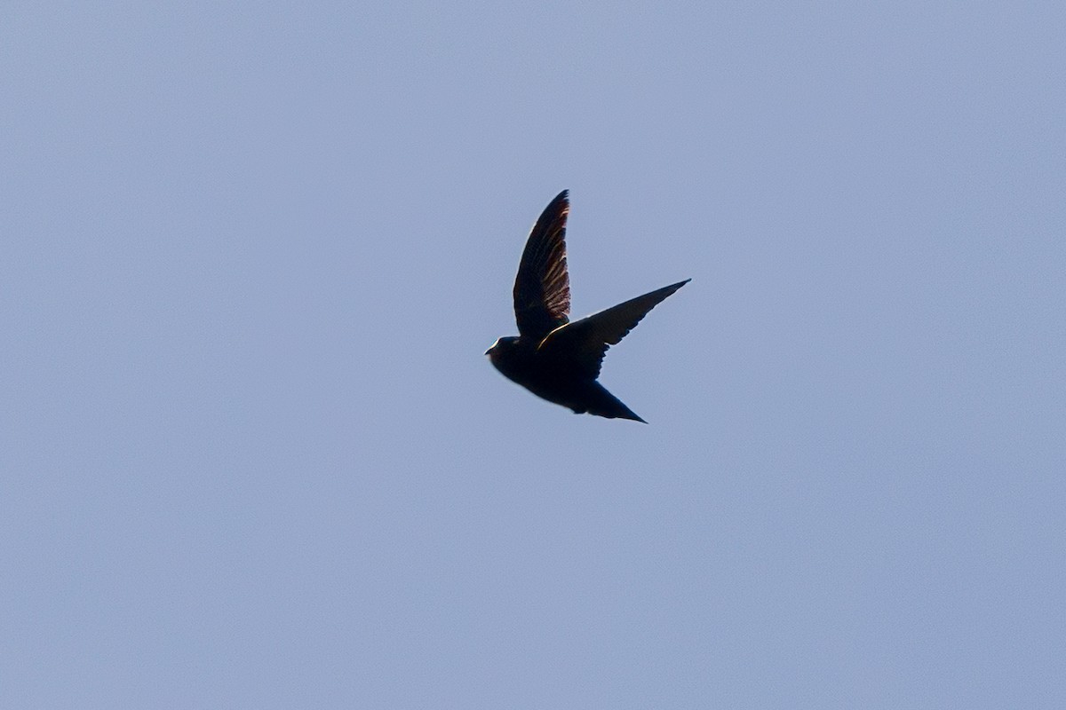 Spot-fronted Swift - ML594422861