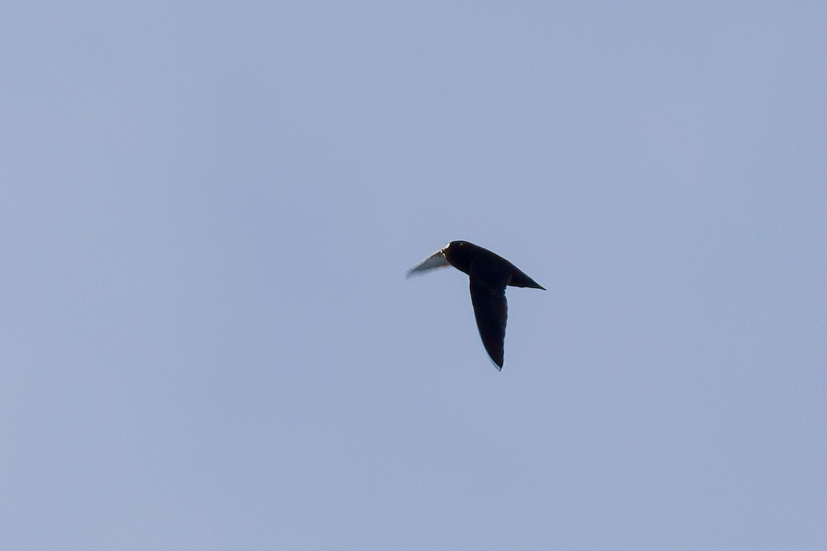 Spot-fronted Swift - ML594422871