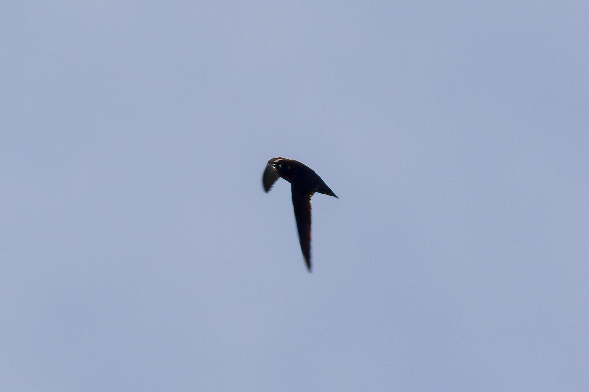 Spot-fronted Swift - ML594422881
