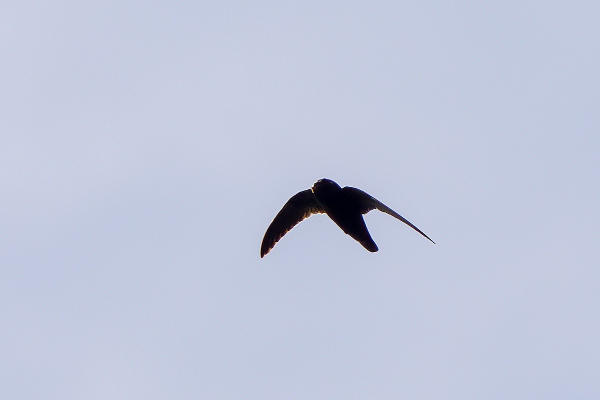 Spot-fronted Swift - ML594422891