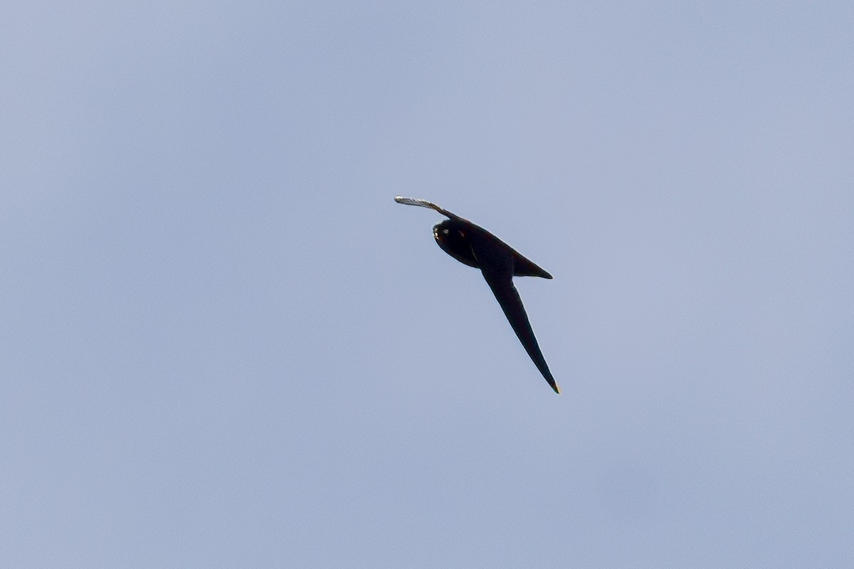 Spot-fronted Swift - ML594422901
