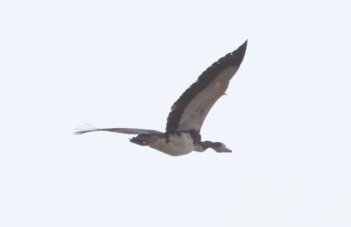 Spur-winged Goose - ML594425121