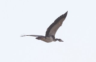 Spur-winged Goose, ML594425121
