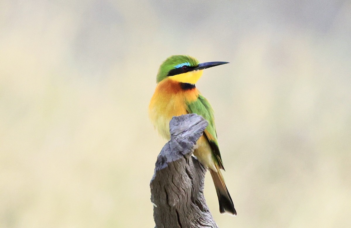 Little Bee-eater - ML594427081