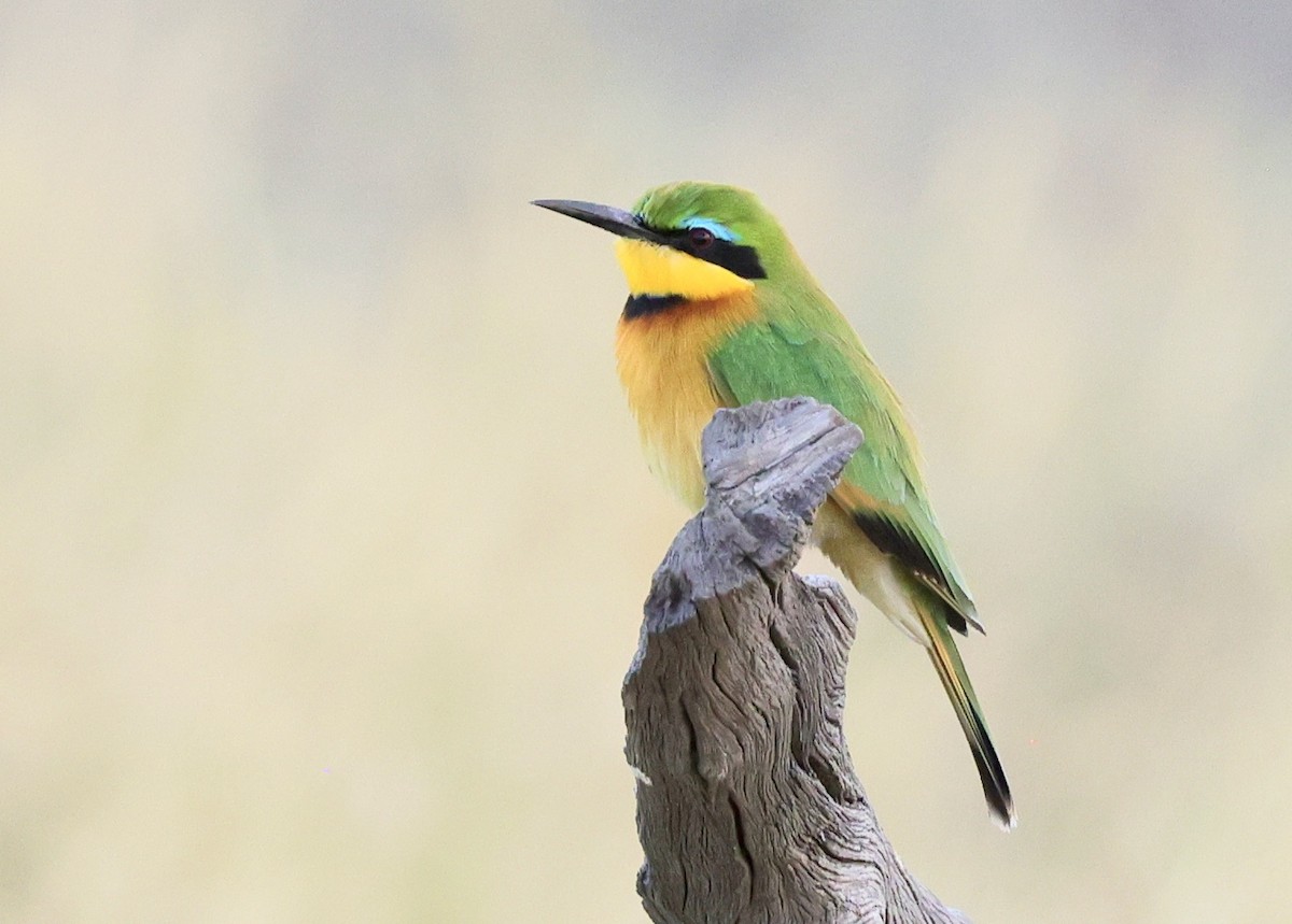 Little Bee-eater - Ken Oeser