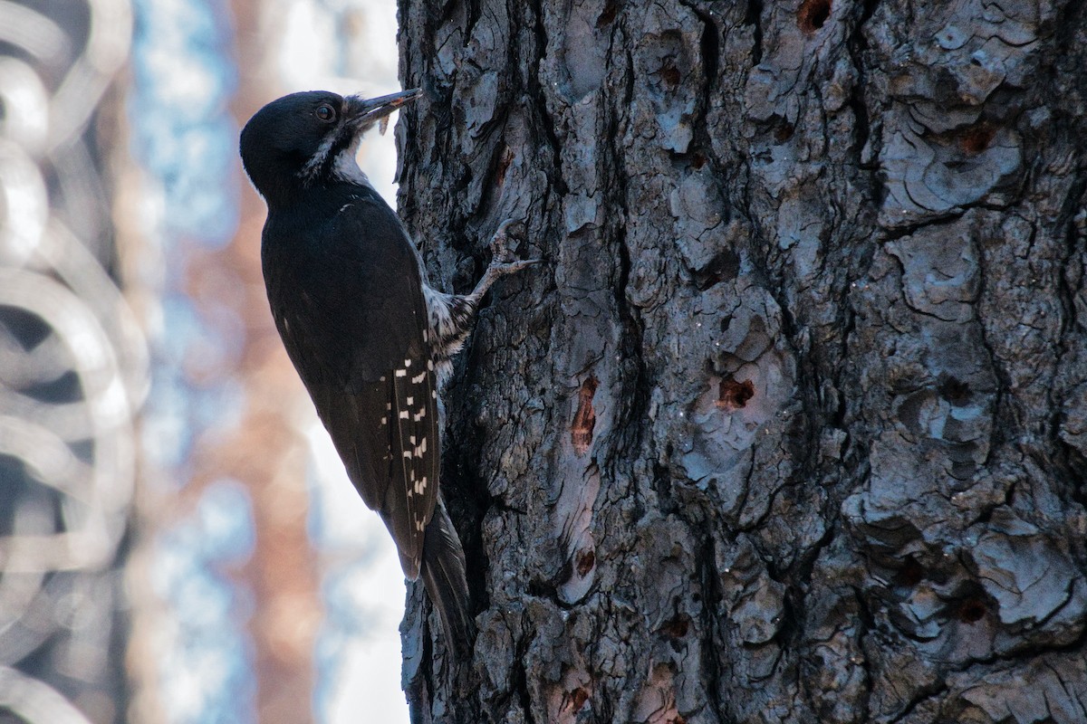 Black-backed Woodpecker - ML594430721